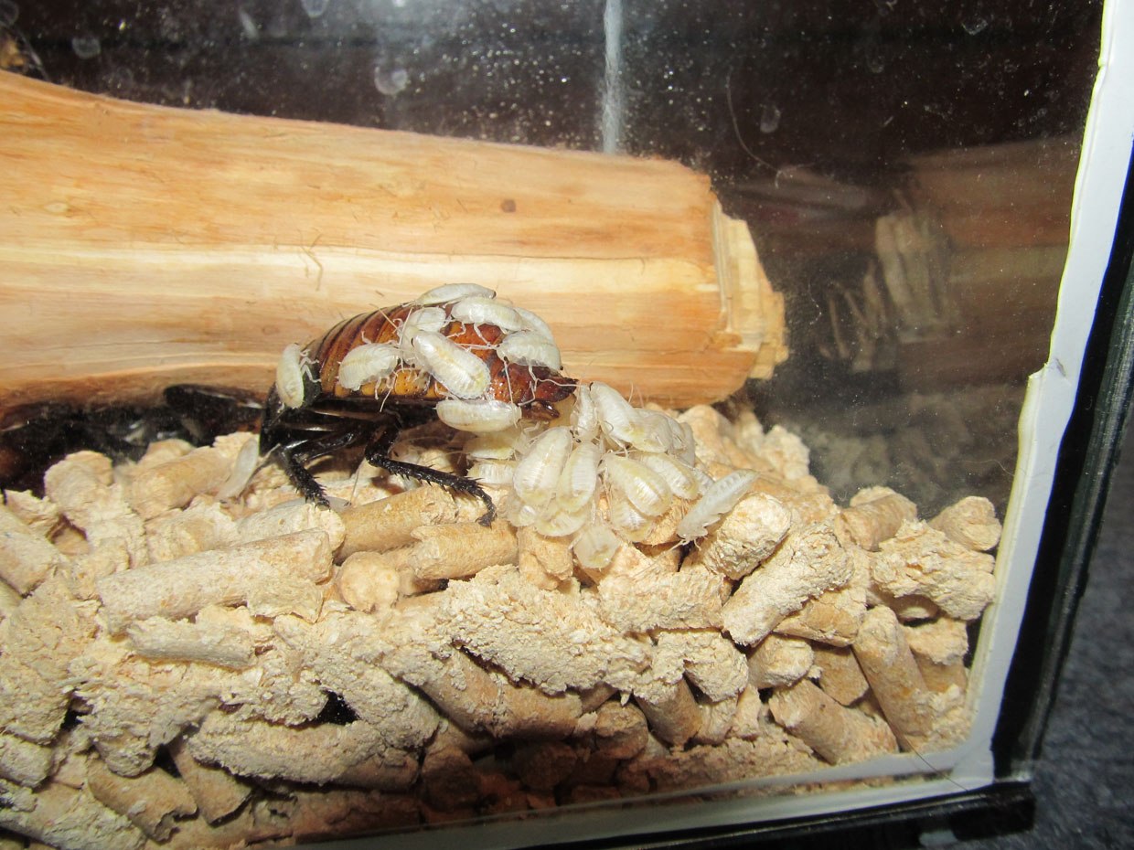 Мадагаскарский таракан (Шипящий таракан Gromphadorhina portentosa) Z_479df903