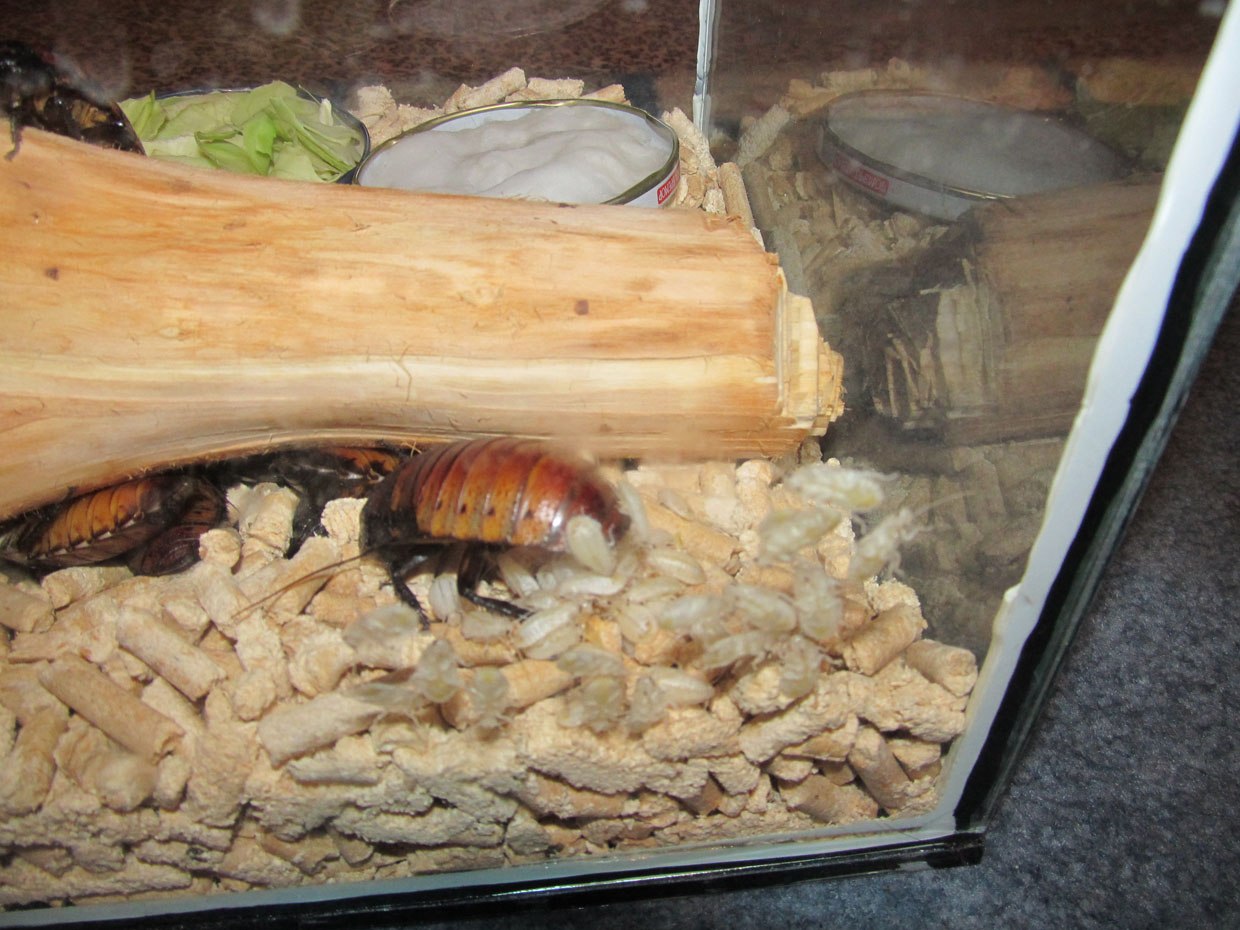 Мадагаскарский таракан (Шипящий таракан Gromphadorhina portentosa) Z_c9975cbe